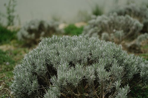 有关刺, 增長, 工厂的免费素材图片