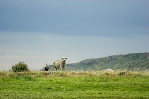 有关動物, 天性, 天空的免费素材图片