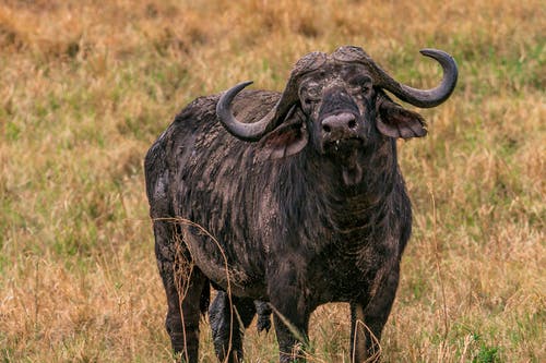 有关動物, 動物攝影, 動物肖像的免费素材图片