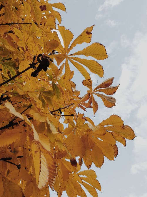 有关下落, 垂直拍摄, 季節的免费素材图片