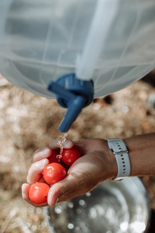 持有红色圆形水果的人 · 免费素材图片