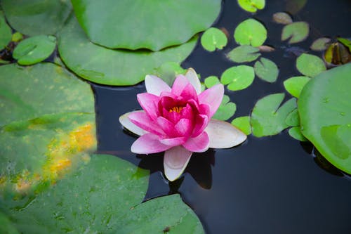 有关樹葉, 水生植物, 特写的免费素材图片
