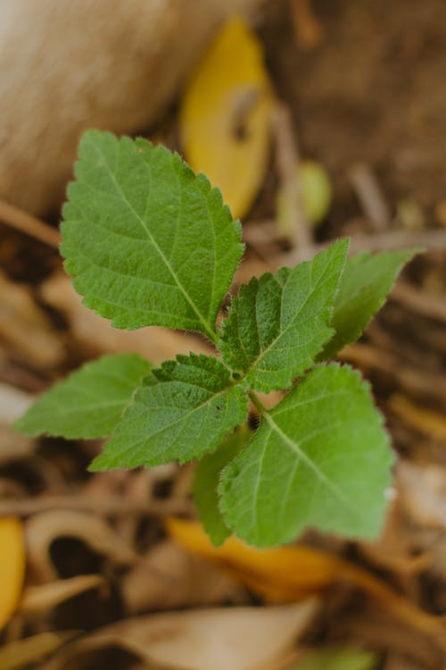 有关一般開銷, 增長, 新鮮的免费素材图片