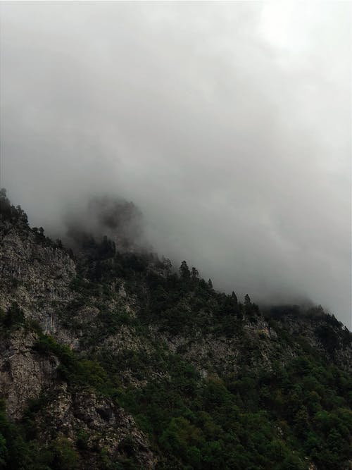 有关垂直拍摄, 大雾天, 天性的免费素材图片