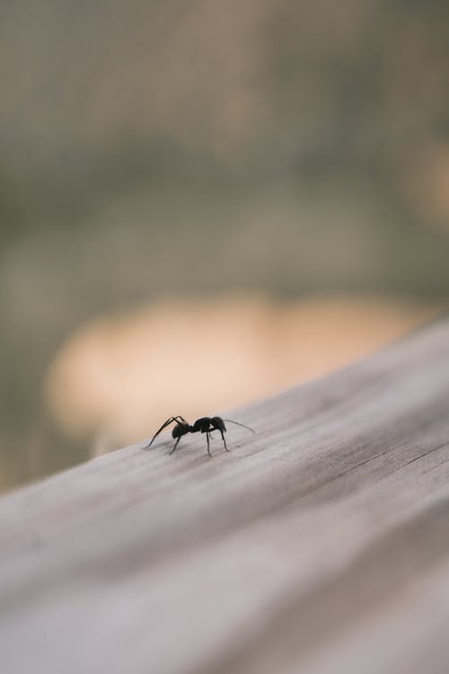 有关原本, 垂直拍摄, 專注的免费素材图片