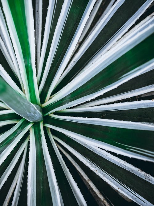 有关垂直拍摄, 天性, 植物學的免费素材图片