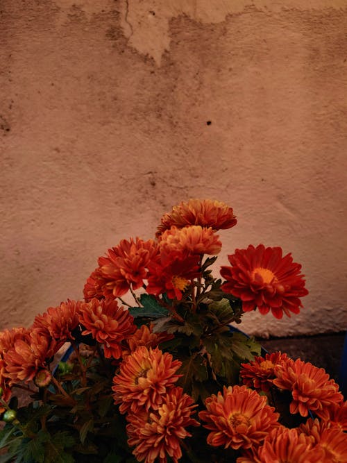 有关垂直的, 橙花, 漂亮的免费素材图片