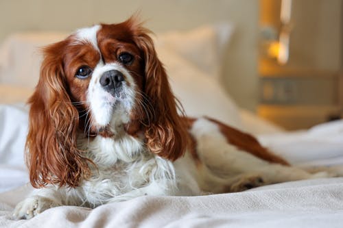 有关動物, 動物攝影, 哺乳動物的免费素材图片