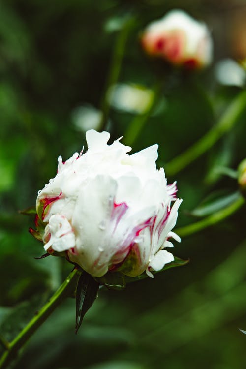 有关垂直拍摄, 微妙, 微距攝影的免费素材图片