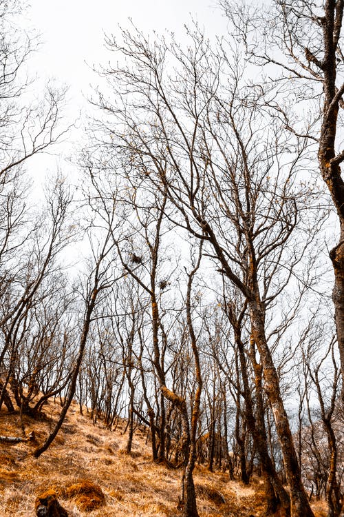 有关垂直拍摄, 无叶的树木, 森林的免费素材图片