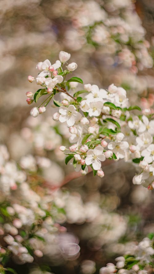 有关分公司, 垂直拍摄, 小的免费素材图片