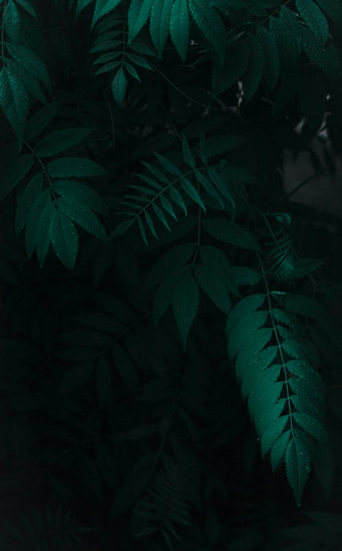 有关垂直拍摄, 天性, 工厂的免费素材图片