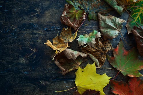 有关乾燥, 壁紙, 木桌的免费素材图片