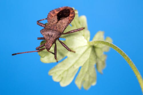 有关工厂, 微距攝影, 码头臭虫的免费素材图片