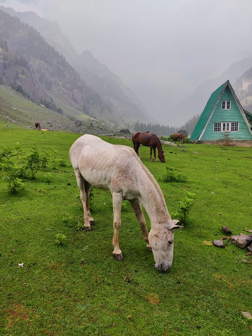 有关動物, 動物攝影, 吃的免费素材图片
