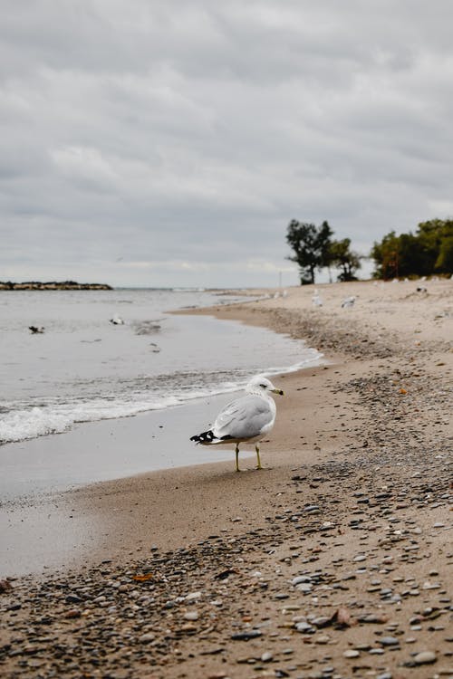 海滩岸上的白鸟 · 免费素材图片