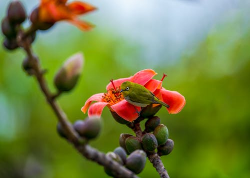 有关分公司, 小鸟, 棲息的免费素材图片