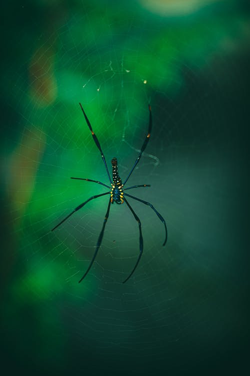 有关動物, 垂直拍摄, 無脊椎動物的免费素材图片