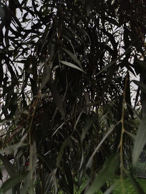 有关分支機構, 掛, 漆黑的免费素材图片