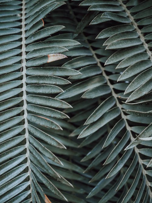 有关垂直拍摄, 天性, 植物學的免费素材图片