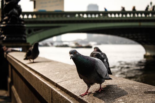 有关動物, 動物攝影, 戶外的免费素材图片