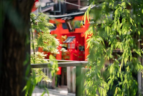 有关城市, 增長, 攀爬植物的免费素材图片