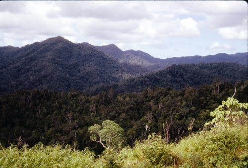 有关天性, 山, 樹木的免费素材图片