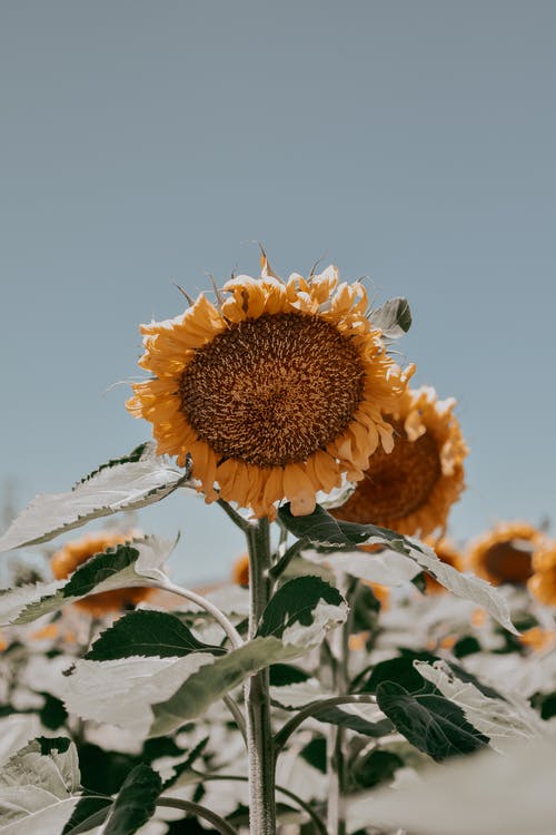 有关向日葵, 垂直拍摄, 工厂的免费素材图片