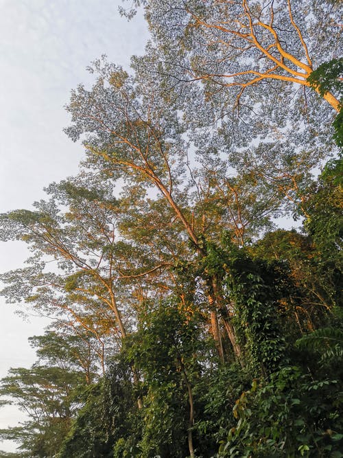 有关垂直拍摄, 天性, 森林的免费素材图片