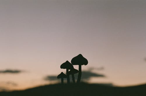 有关剪影, 牛肝菌, 真菌的免费素材图片