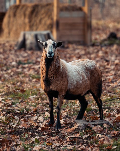 有关動物攝影, 山羊, 牛科的免费素材图片