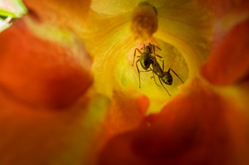 有关小, 微距拍摄, 昆蟲學的免费素材图片