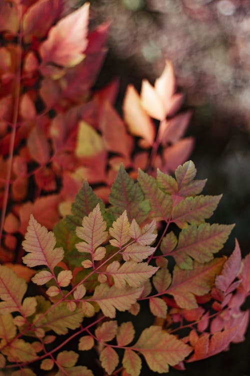 有关分支機構, 樹葉, 秋葉的免费素材图片