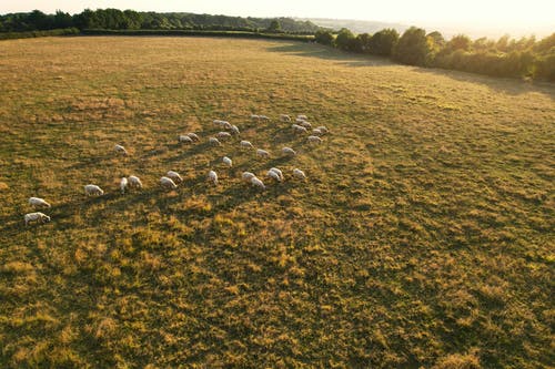 有关一群動物, 吃草, 奶牛的免费素材图片