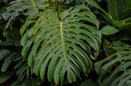 有关天性, 植物學, 植物的的免费素材图片