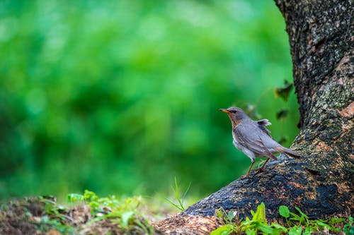 有关動物, 棲息, 模糊的背景的免费素材图片