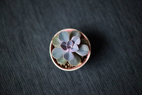 有关Flatlay, 仙人掌, 圓形的免费素材图片