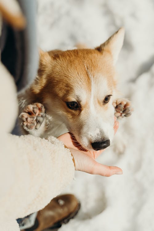 有关動物, 哺乳動物, 國內的免费素材图片