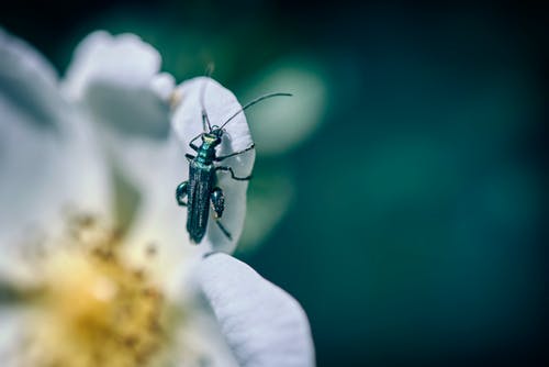 有关微距攝影, 昆蟲的免费素材图片