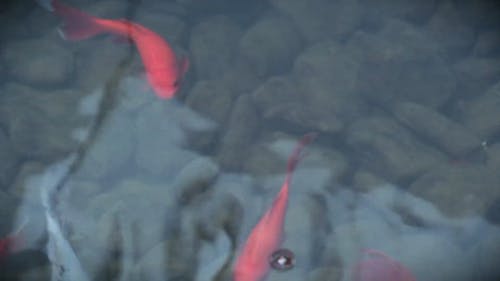 金鱼在池塘里游泳 · 免费素材视频