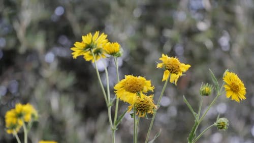 花在风中吹 · 免费素材视频