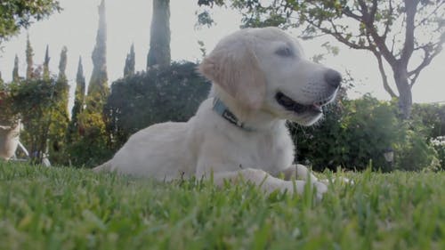 狗在草地上休息 · 免费素材视频