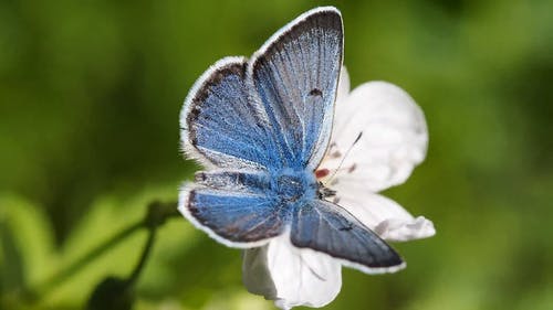 蝴蝶在花上的视频 · 免费素材视频