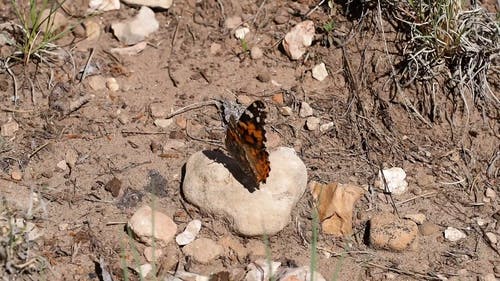 蝴蝶从岩石飞走 · 免费素材视频