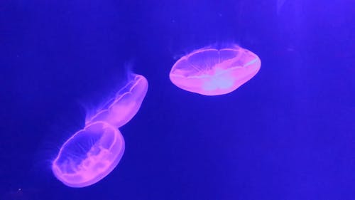 水族馆里面的水母视频 · 免费素材视频