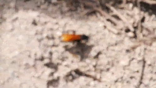 爬行的昆虫 · 免费素材视频