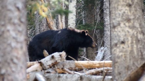 熊在树林里 · 免费素材视频