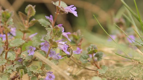 昆虫从花飞走 · 免费素材视频