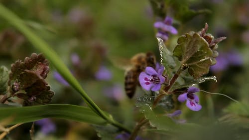 蜜蜂从紫色的花朵觅食蜂蜜 · 免费素材视频