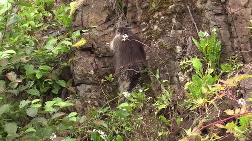 豪猪 · 免费素材视频